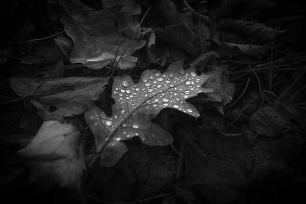 Ein Mit Einigen Regentropfen Bedecktes Eichenblatt Liegt Herbst Auf Dem — Stockfoto