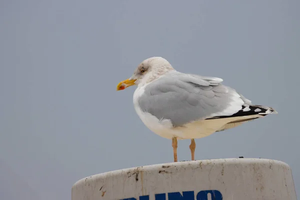 Potret Seekor Burung Camar Berdiri Atas Tiang Kapal — Stok Foto
