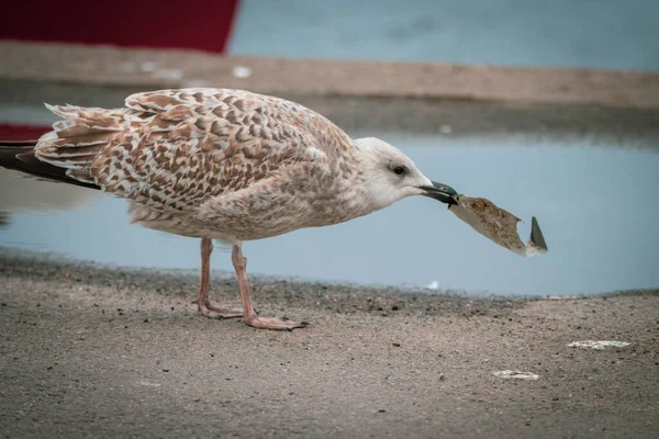 Seekor Burung Camar Besar Memakan Sampah Plastik — Stok Foto