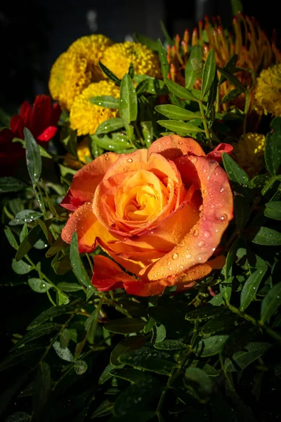 꽃다발 장미를 가까이 — 스톡 사진