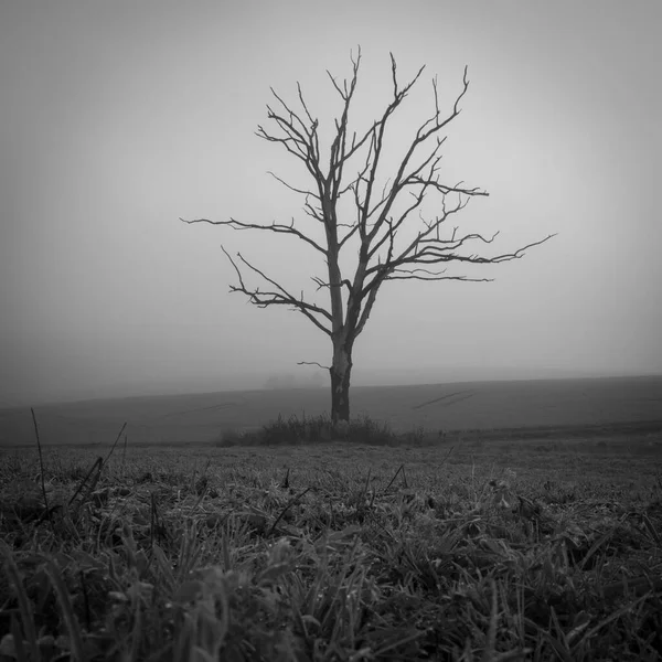 Auf Einem Feld Steht Ein Einzelner Toter Baum Wald — Stockfoto