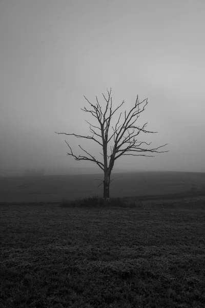 Bir Tarlada Tek Bir Ölü Ağaç Var — Stok fotoğraf