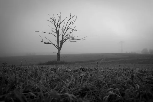 Auf Einem Feld Steht Ein Einzelner Toter Baum Wald — Stockfoto