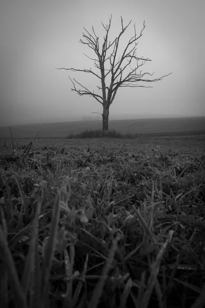 Poli Jediný Mrtvý Strom — Stock fotografie