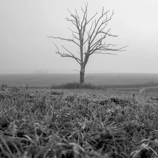 Campo Uma Única Árvore Morta — Fotografia de Stock