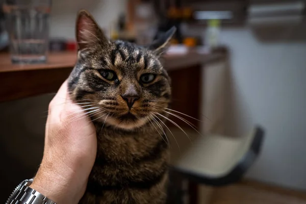 Simpatico Gatto Domestico Grigio Tabby Accarezzato — Foto Stock