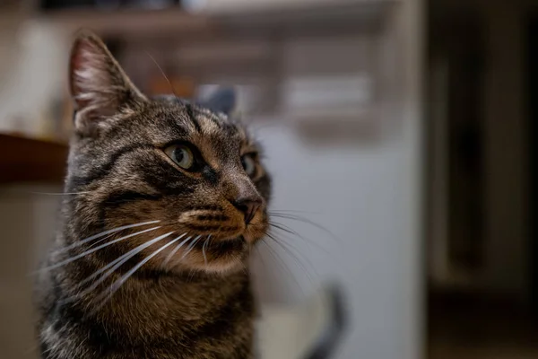 Retrato Gato Doméstico Gris Tabby — Foto de Stock
