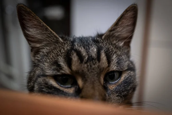 Μια Γκρι Τιγρέ Γάτα Φαίνεται Περίεργα Στην Άκρη Του Τραπεζιού — Φωτογραφία Αρχείου