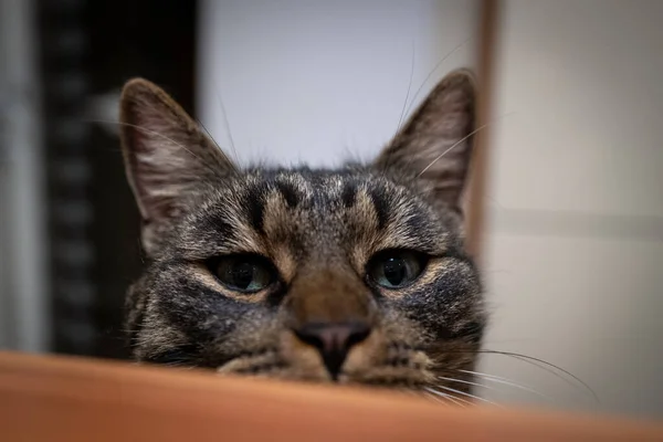 Szary Tabby House Kot Patrzy Ciekawie Przez Krawędź Stołu — Zdjęcie stockowe