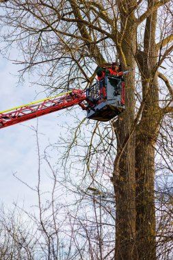 Members of the THW technical relief organization saw branches out of a tree 
