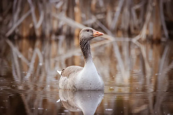 Tavasszal Egy Greylag Goose Közeli Felvétele — Stock Fotó
