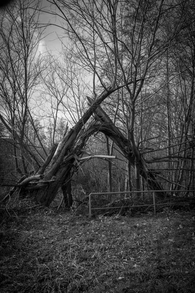 Старе Дерево Впало Після Шторму — стокове фото