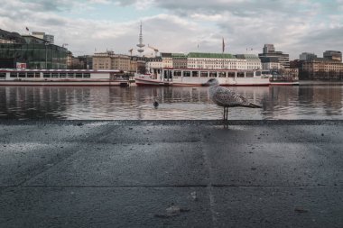 Hamburg 'daki Binnenalster' da bir martı duruyor.