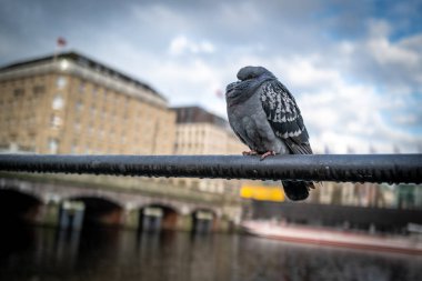 Hamburg 'daki Binnenalster' da bir güvercin parmaklıkların üzerinde oturuyor.