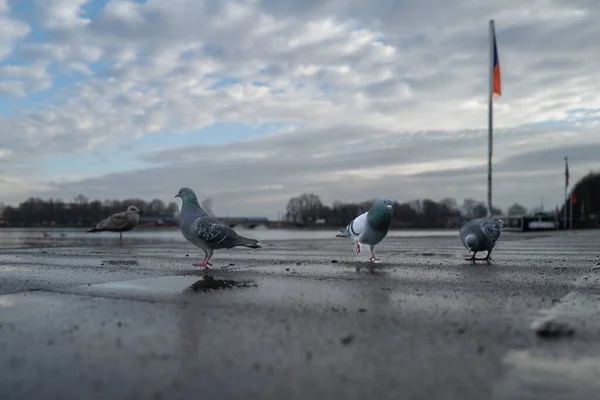 Niektóre Gołębie Biegające Brzegu Binnenalster Hamburgu — Zdjęcie stockowe