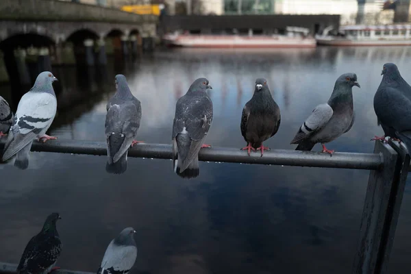 Quelques Pigeons Assis Sur Rambarde Binnenalster Hambourg — Photo