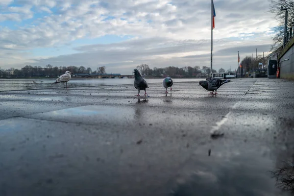 Quelques Pigeons Courant Sur Rivage Binnenalster Hambourg — Photo