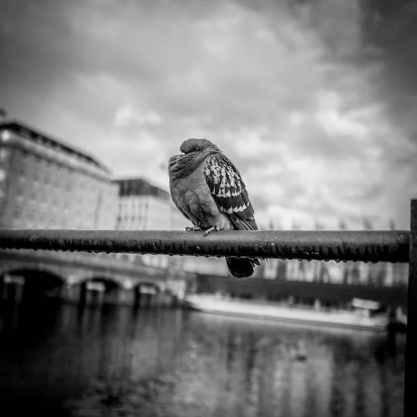 Pigeon Est Assis Sur Rambarde Binnenalster Hambourg — Photo
