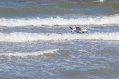 Uçan beyaz bir martıya yakın çekim