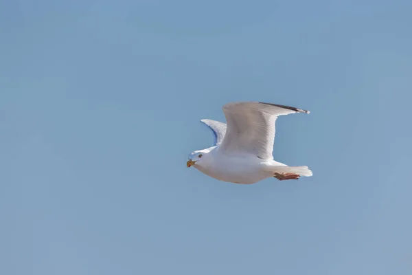 Close Uma Gaivota Branca Voadora — Fotografia de Stock