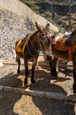 Fira 'daki Santorini adasındaki eşekler turistleri merdivenlerden kasabaya getiriyor.