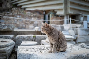 Sevimli açık gri kedinin portresi