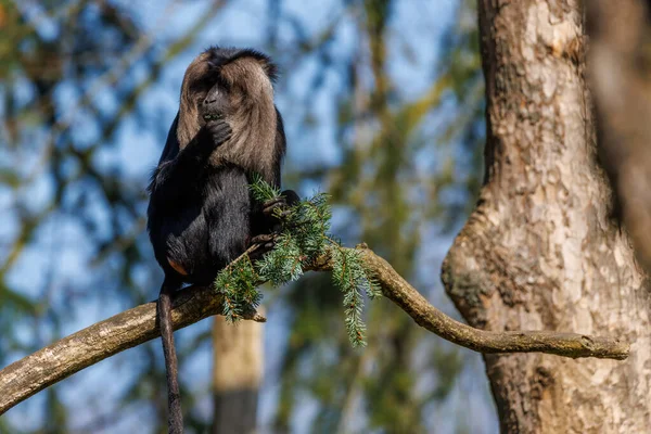 Close Bearded Monkey Sitting Branch Eating — Stock Photo, Image