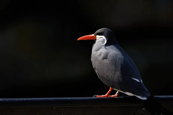 Close Colorido Inca Sea Swallow — Fotografia de Stock