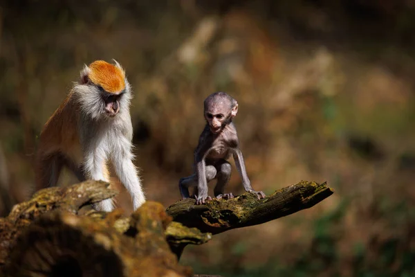 Retrato Mono Húsar Con Bebé Zoológico — Foto de Stock