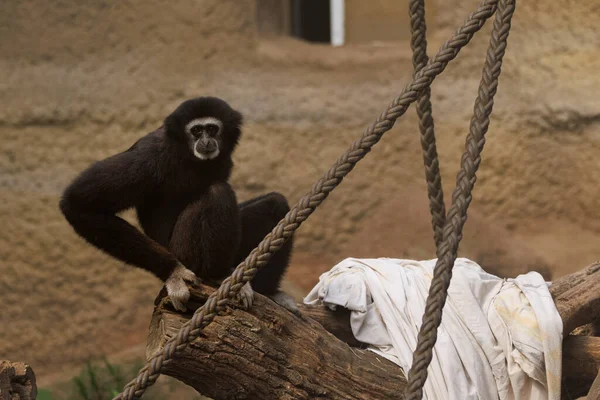 Een Zwart Gibbon Dierentuin Kijkt Naar Camera — Stockfoto