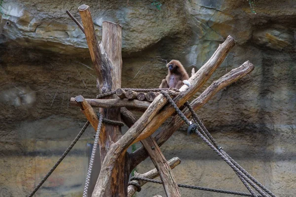 Gibbon Sits Tree Trunks Zoo — Stock Photo, Image