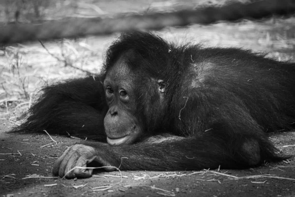 Joven Orangután Yace Aburrido Suelo — Foto de Stock