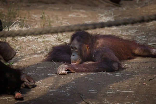 Joven Orangután Yace Aburrido Suelo — Foto de Stock