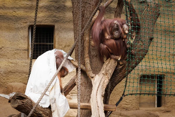 Orang Oetan Baby Spelen Met Zijn Moeder — Stockfoto
