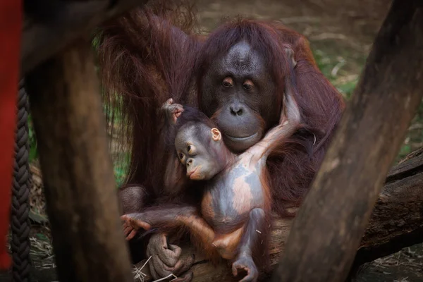 Orang Utan Bebé Jugando Con Madre — Foto de Stock