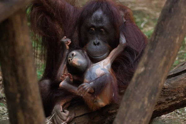 Orang Utan Bebé Jugando Con Madre — Foto de Stock