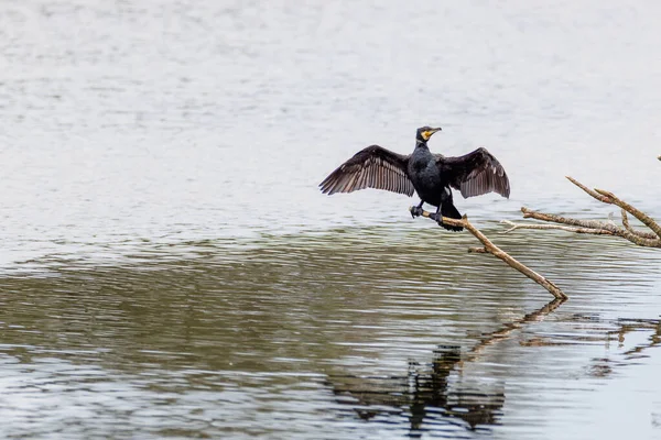 Ένας Μαύρος Κορμοράνος Απλώνει Φτερά Του Για Στεγνώσει — Φωτογραφία Αρχείου