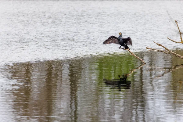 Ein Schwarzkormoran Breitet Seine Flügel Zum Trocknen Aus — Stockfoto