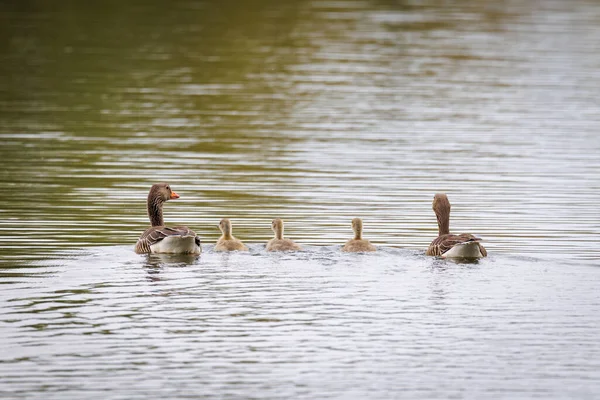 Семья Гусей Плавает Озере — стоковое фото