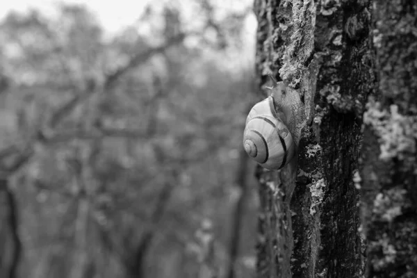 달팽이가 나무줄기 기어다닌다 — 스톡 사진