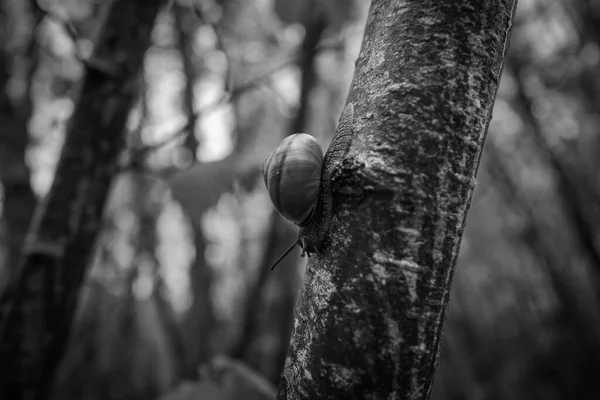 Ένα Μικρό Σαλιγκάρι Σέρνεται Έναν Κορμό Δέντρου — Φωτογραφία Αρχείου
