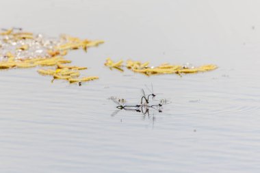 Birçok yusufçuk çifti suda çiftleşiyor.