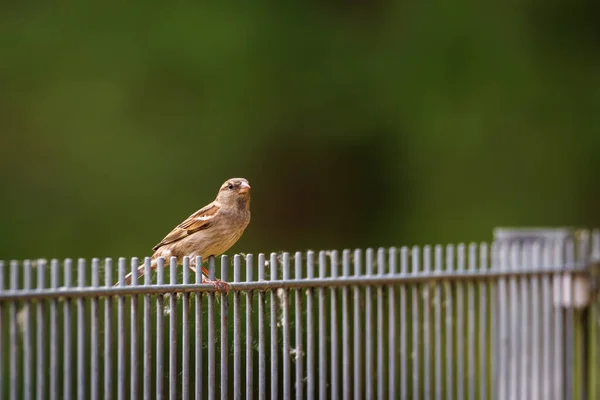 Eine Nahaufnahme Eines Sperlings Auf Einem Zaun — Stockfoto