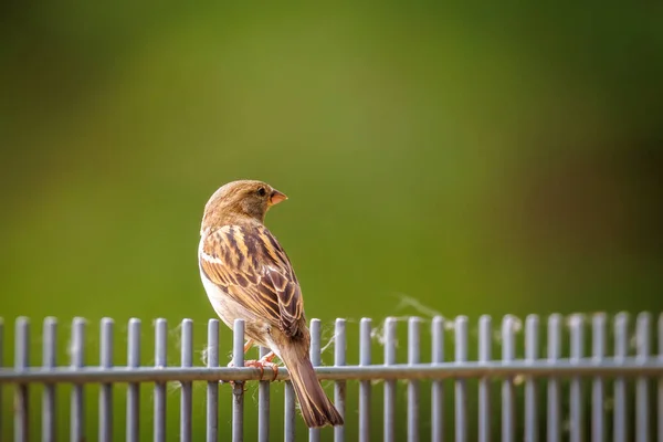 Close Sparrow Fence — Stock Photo, Image