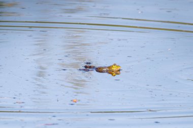 Göl yüzeyinde yüzen çiftleşen kurbağalar.