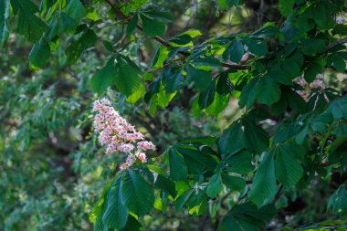 İlkbaharda beyaz kestane çiçeği