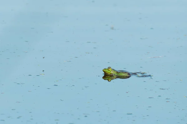 Спаривание Лягушек Плавающих Поверхности Озера — стоковое фото