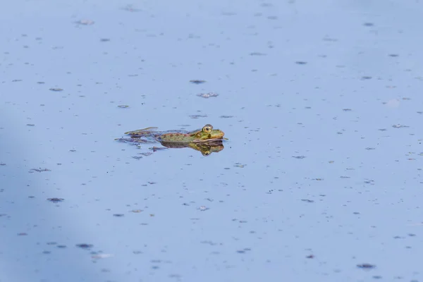 Спаривание Лягушек Плавающих Поверхности Озера — стоковое фото