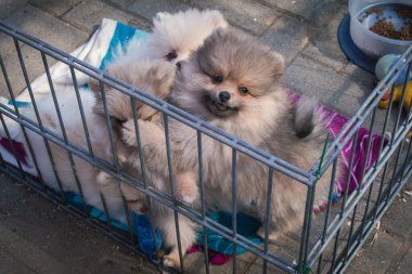 Bazı Pomeranya yavruları küçük bir kapıda.