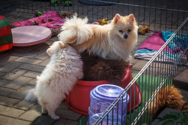 Alguns Cachorros Pomerânia São Amamentados Por Sua Mãe — Fotografia de Stock